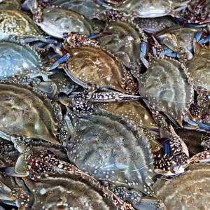 국내산 제철 활 숫꽃게 대 1kg 꽃게 숫게 2-3미 내외