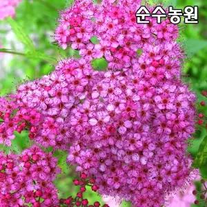 붉은꽃조팝나무 묘목 개화주 4치포트 3개/홍조팝/꽃나무