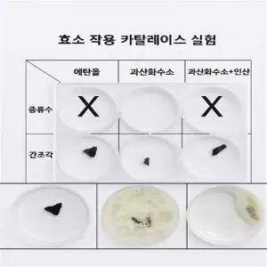 효소 작용 카탈레이스 실험 (1인용)