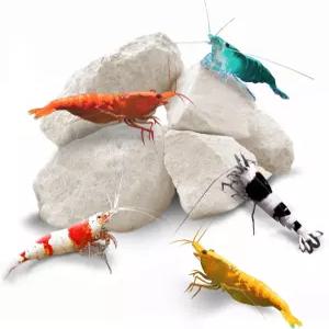 가재 소라게 달팽이 갑각류 관리를 위한 선그로우 새우 바위 칼슘 마그네슘 크리스탈 레드 아마노 및 유령