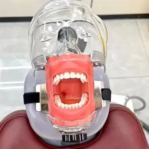 치아모형 연습용 치과 구강 교육 모델 교정 헤드 스케일링 실습용 실리콘