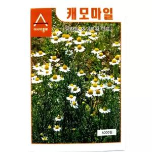 사랑스런꽃 캐모마일 씨앗 허브 종자