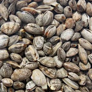 남해안 왕바지락 1kg 60미 내외