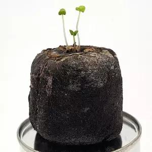 유어샵 지피팰릿 씨앗 레몬밤 홈가드닝 도매 모종 판촉물 2개 종자 용품 키우기 식물