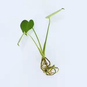 몬스테라 세척모종 관엽식물 식물인테리어 공기정화식물 집들이선물 플랜테리어 화초키우기 A5626