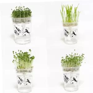 식물키우기 저면관수 미니화분 새싹 키우기 DIY 키트