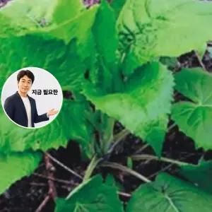 지금 필요한 야채류 식물 곤드레 3000립 종자 국산 씨앗 산나물 품종