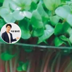지금 필요한 종자판매 300g 야채 채소 새싹전용 새싹 적무 종자 품종 씨앗