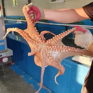 [산지직송] 남해안 생물 활 돌문어 2kg내외(4-6미)