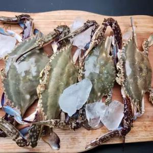 국내산 활 숫꽃게 대 1kg