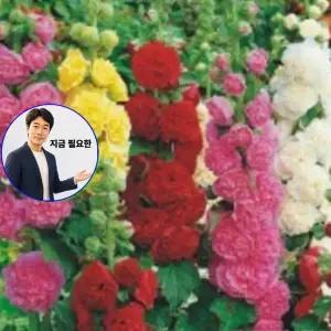 지금 필요한 겹접시꽃 야생화 품종 씨앗 종자 정원꾸미기 꽃씨 접시꽃 30립