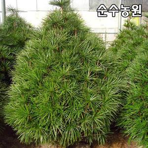 금송나무 묘목 키30cm 포트/상록수/조경수/관상수
