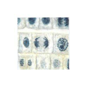 체세포분열슬라이드(식물)BS/EDU-22582/체험학습키트/생물과학/현미경용프레파라트/세포분열슬라이드/실험