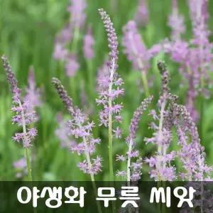 [해피플라워] 야생화 무릇 씨앗 50립  / 봄 파종 꽃씨