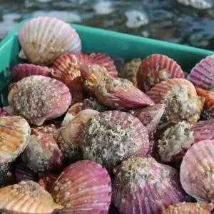 통영 홍가리비 1kg(25미 내외)
