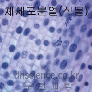 [두현과학]미국 체세포분열 (식물) 프레파라트/현미경 슬라이드 표본
