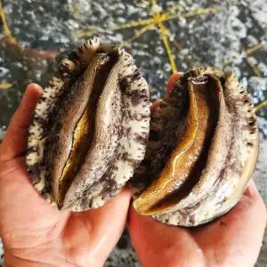 [엠픽] 산지직송 산소포장 완도전복 특특대 1kg(8~9미)+손질칼증정
