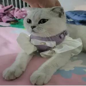 [하프클럽/알티피아]콩쓰몰리 강아지고양이겸용 귀요미 프릴하네스 가슴줄