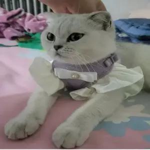 친절한탄씨 콩쓰몰리 강아지고양이겸용 귀요미 프릴하네스 가슴줄 콩쓰몰리강아지하네스 강아지목줄