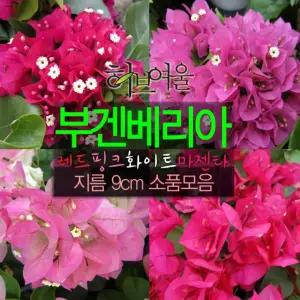 9cm 진분홍 (빨강 랜덤 연분홍 오렌지 핑크엔젤) 사용) 소품화분 부겐베리아 지름 (좋은흙만