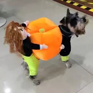 강아지 호박 옷 코스튬 할로윈 코스프레