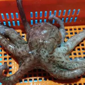 [고흥_생생 활문어] 자숙문어 1kg (1미∼3미)