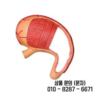 인체 위 의료 해부학 모델 교육 보조 퍼즐 장난감 실험실 4D 마스터
