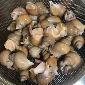 국내산 생물 백골뱅이 백고동