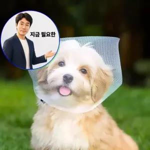 지금 필요한 강아용품 헤드커버 머리망 얼굴망사 메쉬 외출 3p 산책