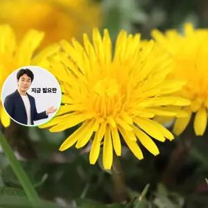 지금 필요한 꽃씨 품종 야생화 정원 민들레 씨앗 종자 10000립 원예종묘