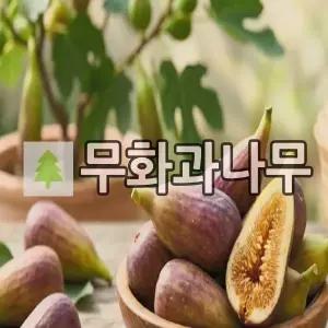 무화과나무 묘목 롱다우트 2년생 포트묘
