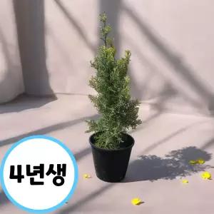 블루아이스 나무 묘목 크리스마스트리 엘사트리 정원수 공기정화 4년생