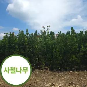 사철나무 1m 10주 울타리 나무 묘목 생울타리 상록수 조경수