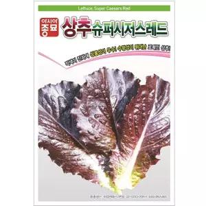 로메인 상추씨앗 슈퍼시저스레드 6000립 상추 씨앗