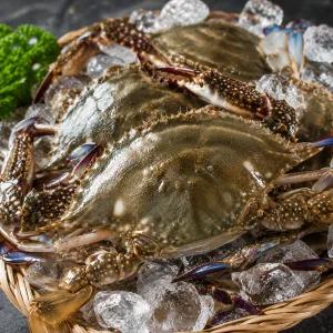 서해안 활 숫꽃게 제철 생물 꽃게 1kg (3-6미)