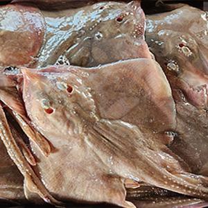 국내 조업 신진도 손질 간재미 갱개미 간자미 찜 탕 1x2 (총 2kg)