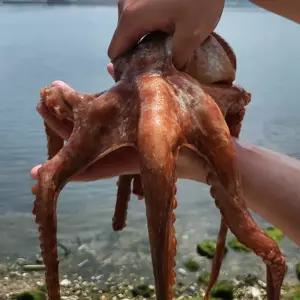 남해 돌문어 2kg