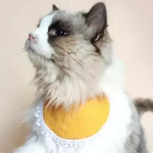 반려동물 턱받이 케이프 강아지 고양이 스카프 귀여운 펫 액세서리