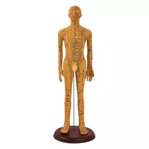 경혈 모형 침술 52CM 인형 모델 실습 연습 혈자리 한의원 인체