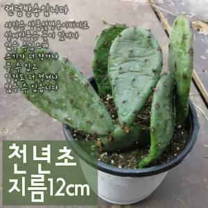 (상토와 손바닥선인장) (노지월동 마사만 지름 중품화분 12cm 사용) 천년초