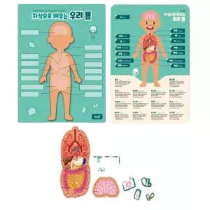 유치원 인체구조 이름 위치 장기모형 자석퍼즐 장기역할 만들기 심장