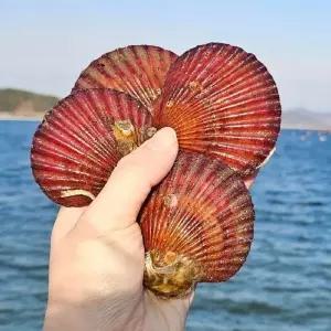 [산해직송] 통영 홍가리비 1kg(25-30미 내외) 세척 조개구이 캠핑