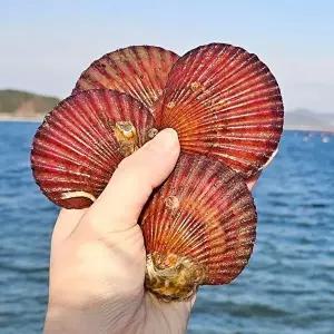 [산해직송]통영 홍가리비 8kg(200-240미 내외) 세척 조개구이 캠핑