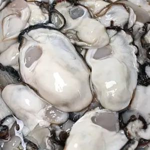 수앤서3 생굴 굴 통영 1kg 통영굴 통영생굴 깐굴 정확한 배송