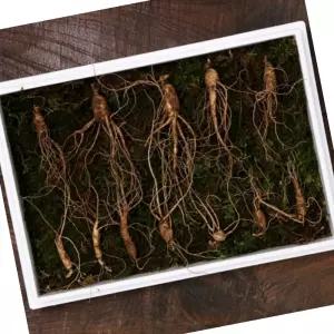무농약 산양산삼 7년근 소 중 7뿌리 금색보자기포장 식자재