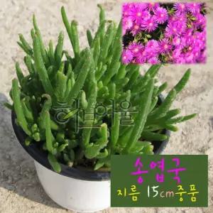 건강한식물) 노지월동) 중품 (좋은흙만 (사철채송화 사용한 15cm 다육화분 지름 송엽국