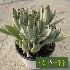 사용한 15cm 건강한식물) 지름 중품다육화분 (좋은흙만 월토이 (카랑코에)