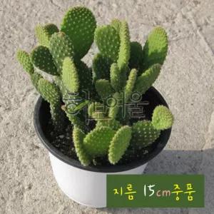 (좋은흙만 중품다육화분 (황도선 금도선 지름  15cm 건강한식물) 토끼선인장) 사용한