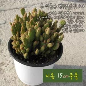 15cm 몬스터로즈 중품다육화분 지름 (좋은흙만 사용한 (부채선인장) 건강한식물)