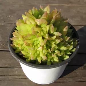 15cm 경화금 중품 지름 다육화분  (하월시아)